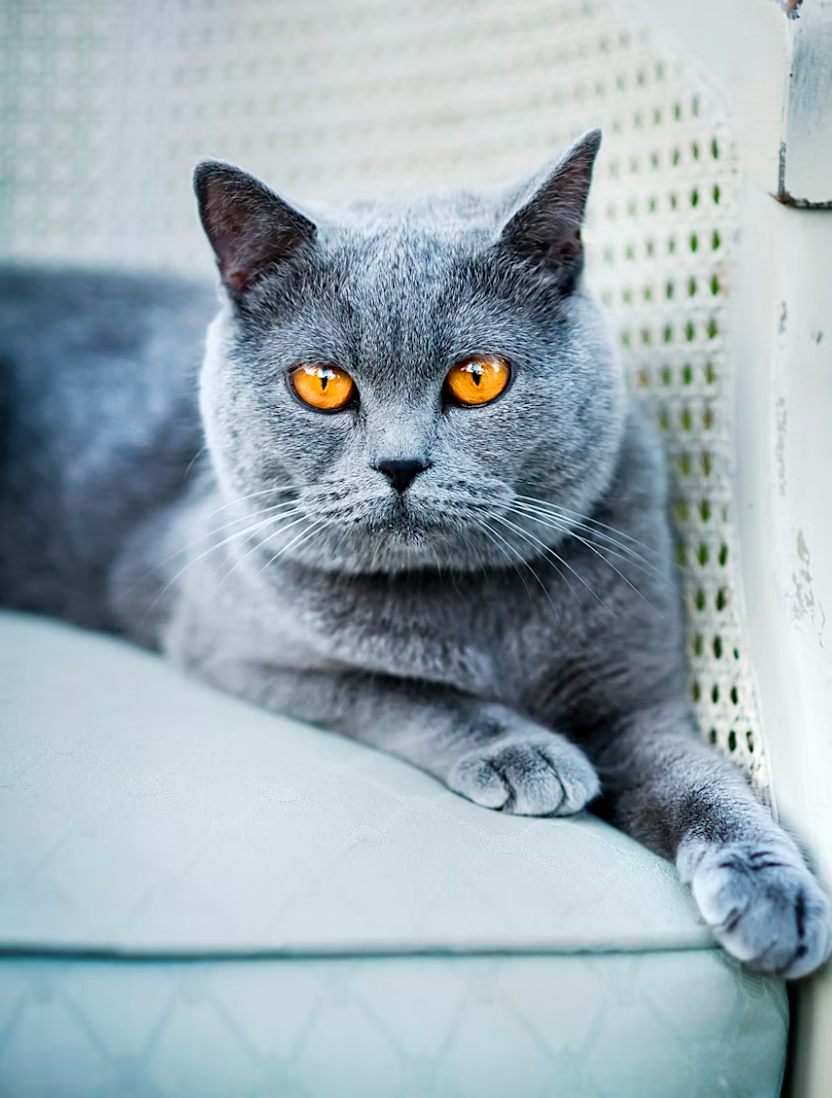 A image of a Russian Blue cat laying down on a light blue couch.